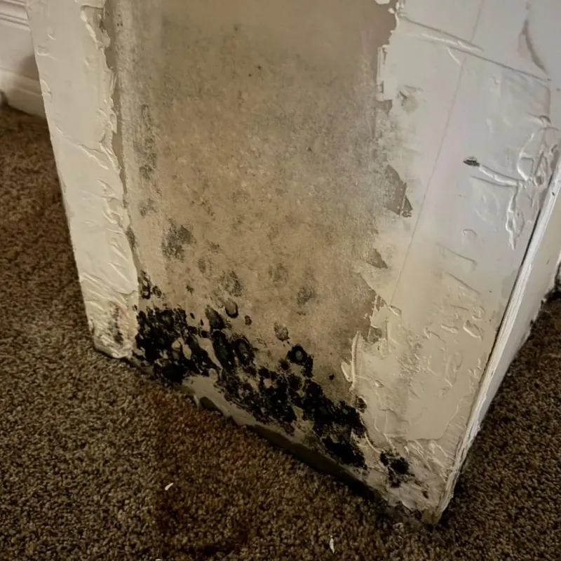 Professional Mold Removal in Kilmarnock, VA